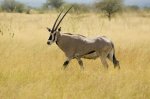 Oryx i Awash